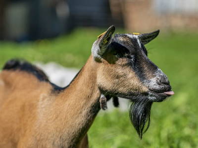 Bild 156 aus  Hagerhof