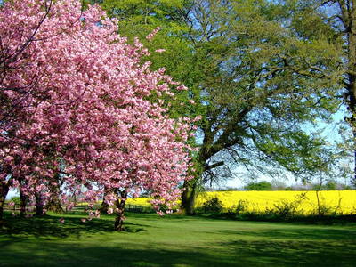 Japanische Kirschblüte