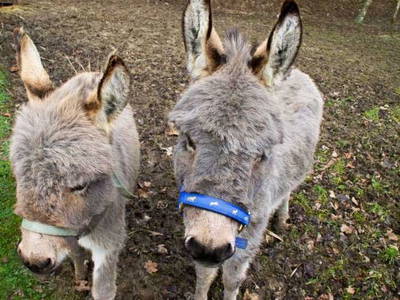 Bild 4 aus  Steinäckerhof