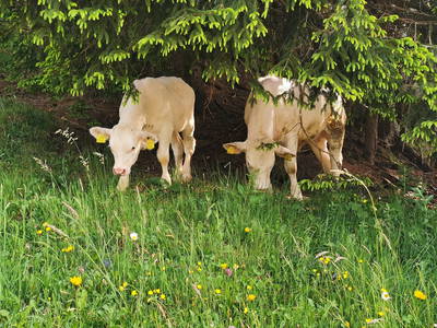 Bild 58 aus  Hauserhof am Goldberg