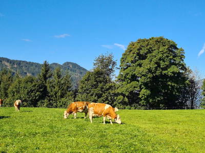Bild 36 aus  Chalet Ursteinhütte, Almhütte Kelchsau