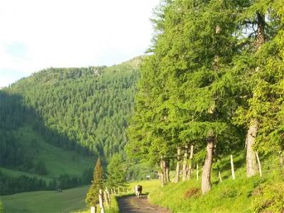 Bild 24 aus Peitlerhütte