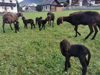 Bild 17 aus  Jedelerhof