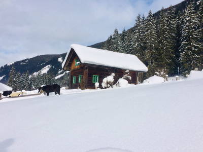 Bild 42 aus  Waldhäuslhütte