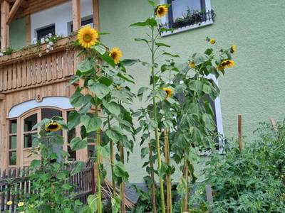 Bild 8 aus  S'Landhäuschen