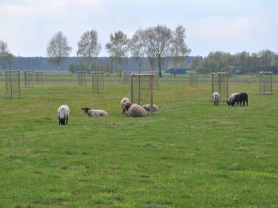 Die Streuobstwiese hinter dem Haus wird von Schafen beweidet