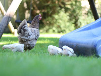 Bild 19 aus  Ferienhof Moyer