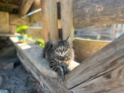 Bild 89 aus  Gasperhof