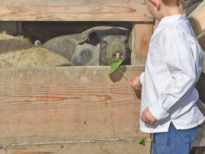 Bild 56 aus  am Jaukhof Fam. Stiendl