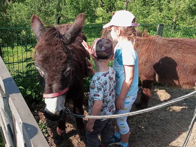 Bild 27 aus Bauernhof Perhinig