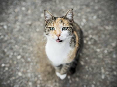 Bild 29 aus  Ferienwohnung Biohof Brandner