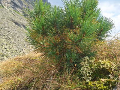 Bild 29 aus  Almhütte Pucher