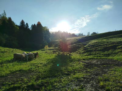 Bild 117 aus Promschhof