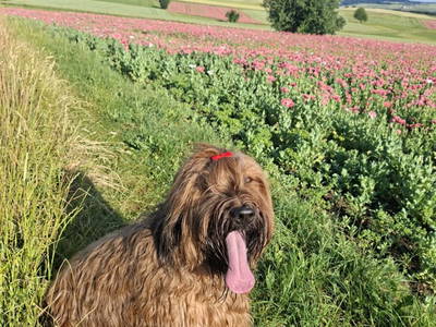 Bild 31 aus  Ferienhaus Plessberg