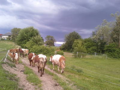 Bild 94 aus  Biohof Schmidbauer