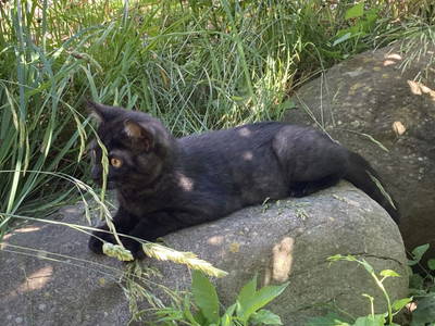 Bild 21 aus  Schmiedlarhof