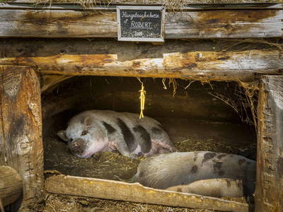 Bild 40 aus  Proneben Gut - Erlebnisbauernhof u. Kuschelhütten