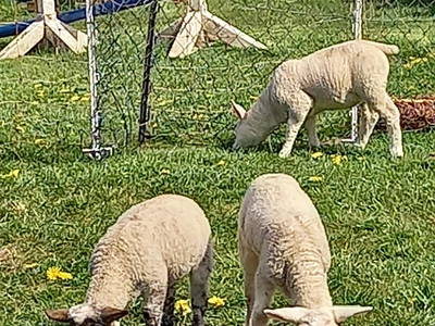 Bild 16 aus  Hof Janssen