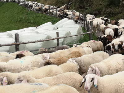 Bild 69 aus  Pöllitzgut