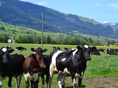 Bild 29 aus  Erbhof Kleintödling