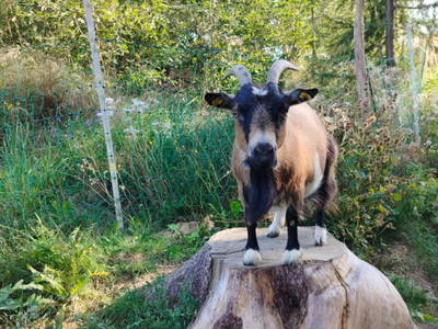 Bild 48 aus  Langhanshütte