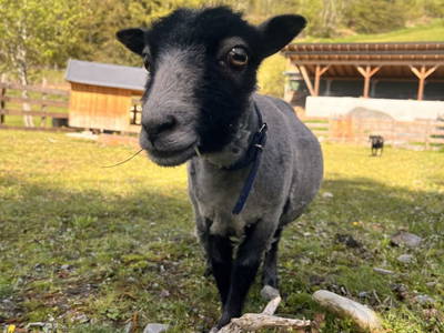 Bild 29 aus  Lahnerhof