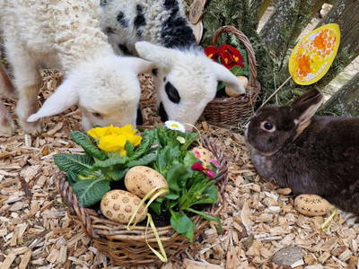 Bild 117 aus  Heselehof