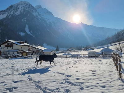Bild 86 aus  Alfaierhof & Bergheimat