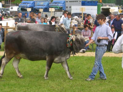 Bild 23 aus  Hoisnhof - Urlaub am Bauernhof - Gries im Sellrain