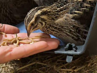 Bild 31 aus  MiklauTz Naturhof