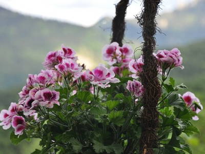 Bild 14 aus  Koglhof