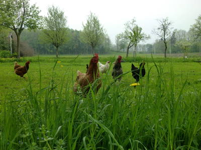 Bild 66 aus  Unteres Feld