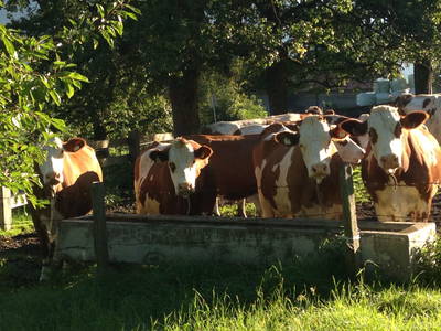 Bild 67 aus  Taxengut