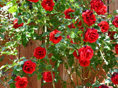 Bild 44 aus  Weingut Seiner vlg.Kraxner