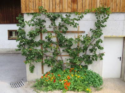 Bild 53 aus  Landhaus Dorfer - Obergollegg