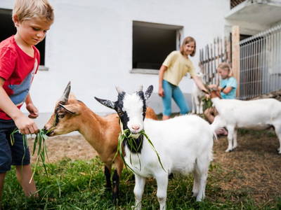 Bild 20 aus  Grainmeisterhof