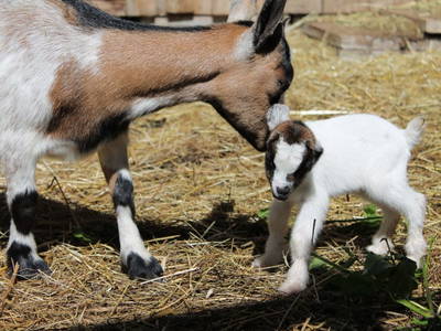 Bild 28 aus  Panorama Hof Fa. Sereinig