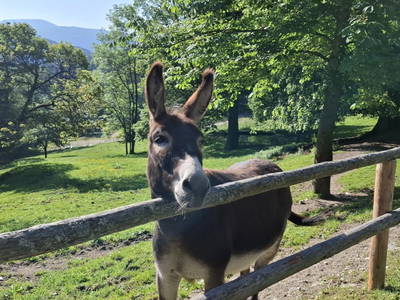 Bild 10 aus  Hanslgrabner