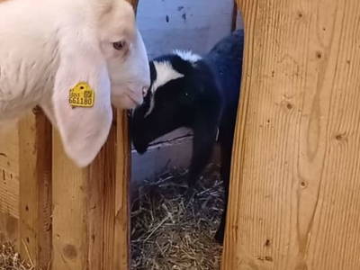 Bild 40 aus  Dorfhof