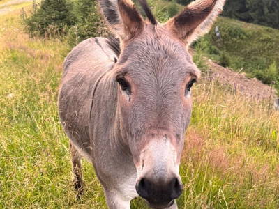 Bild 103 aus  Wallneralm