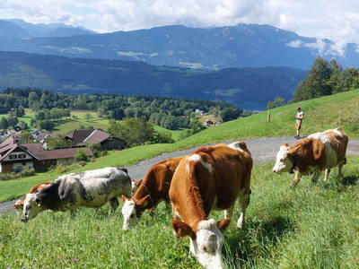 Bild 90 aus  Forstnighof