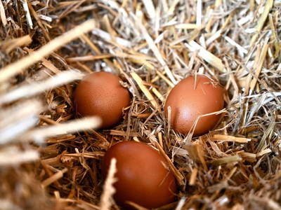 Bild 59 aus  Hinteregger