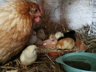 Bild 84 aus  Hartlhof Urlaub am Baby- und Kinderbauernhof