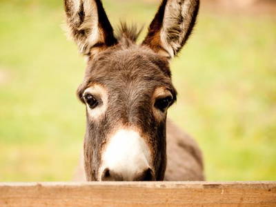 Der heimliche Star auf dem Hof - Pepe