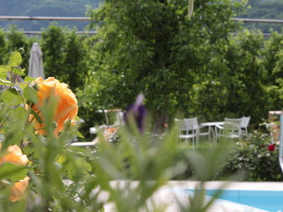 Bild 40 aus  Krösshof Rosen-Residenz