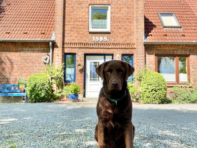 "Archie" vom Ferienhof Kluvetasch