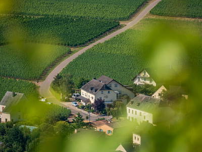 Bild 13 aus  Weingut Winnebeck inmitten der Weinberge