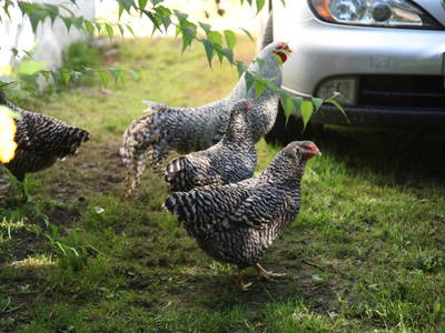 Bild 24 aus  Steinermühle