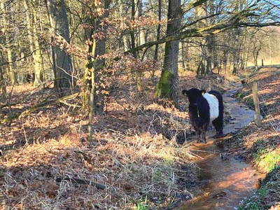 Bild 10 aus  LandSelection Drewes-Hof