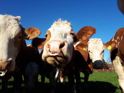 Bild 19 aus  Enkenshof